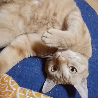 ビビリなマロニー