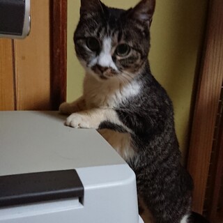 甘えん坊キジ白女の子 はなえちゃん