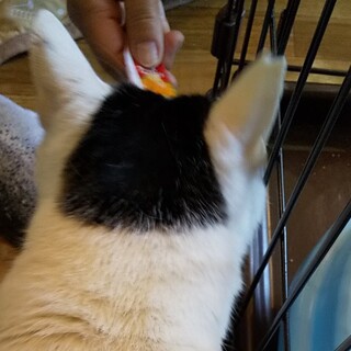 はやりのパッツン、ヘアスタイル。なぜか後ろ髪…。