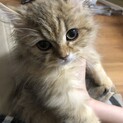【募集を一時停止させていただきます】