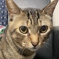 元地域猫のキジトラちゃん。
