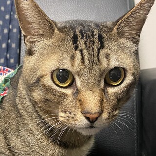 元地域猫のキジトラちゃん。