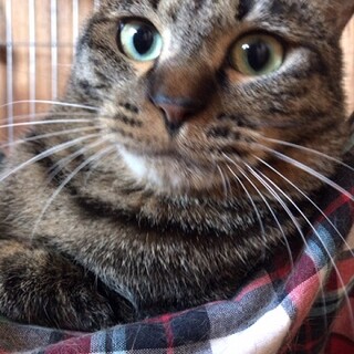 カラダも性格も丸々な吉丸くん