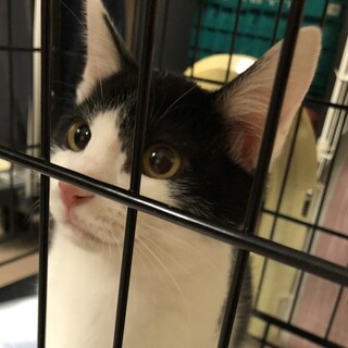 勝手に膝乗り超馴れハチワレつくも君