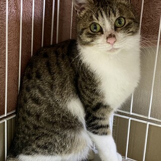 鼻の模様がチャームポイントの僕❗️
