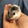とうふてんマヨ