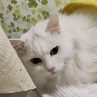 同居猫と一緒に譲渡に！　年配猫ですが元気で美人