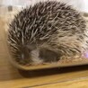 ハリネズミ サムネイル2