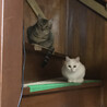 白猫　遊び大好き サムネイル3
