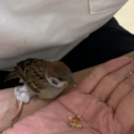 一本足のスズメ
