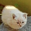 元気な子猫優しい家族決定ありがとうございます