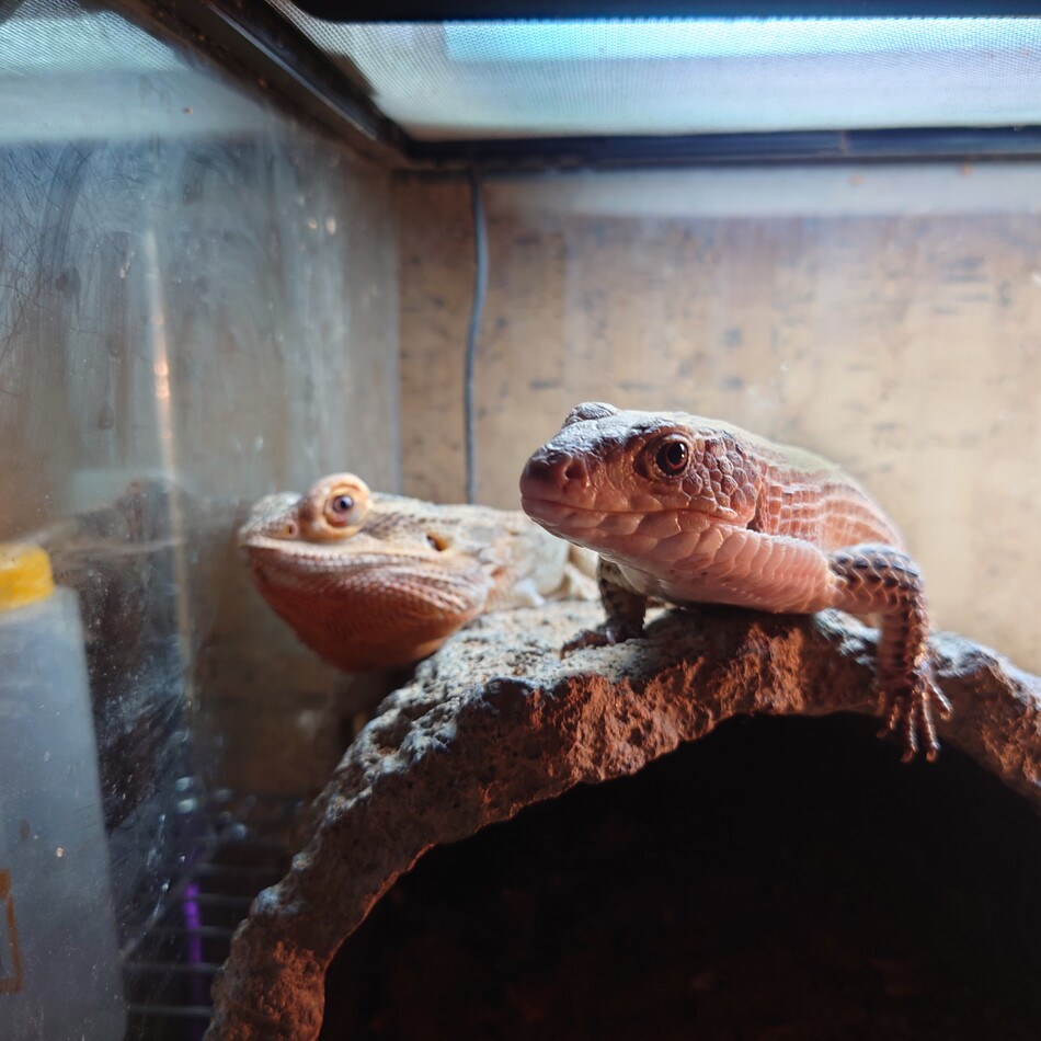 なしのカバー写真