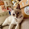 甘えん坊のシャム系男子