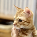 エイズ陰転させた可愛い可愛い茶トラ兄弟