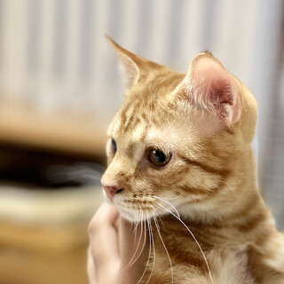 エイズ陰転させた可愛い可愛い茶トラ兄弟