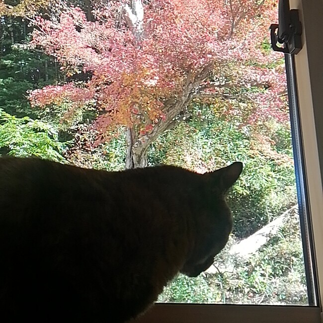 フルナーゼのカバー写真