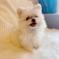 きなこ