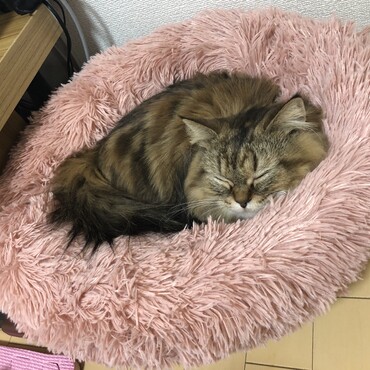 の写真