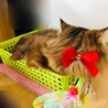 の写真