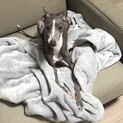 人懐っこいイタグレの男の子 4才です
