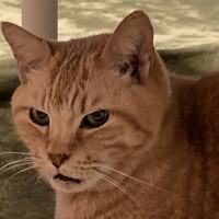 かちょ課長