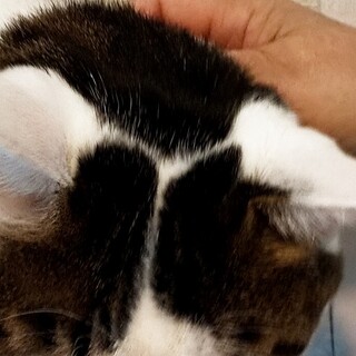 「ベンツ」のテレビＣＭ出演も夢じゃない？