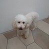 大きめのプードル★フクちゃん３歳 サムネイル3
