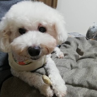 甘えたさんのトイプードル♀すずちゃん