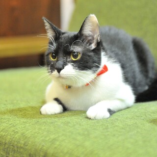 おもちゃ大好き☆きすちゃん