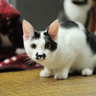 甘えん坊の白黒猫ちゃん☆みずき