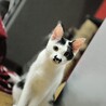 甘えん坊の白黒猫ちゃん☆みずき サムネイル2