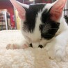甘えん坊の白黒猫ちゃん☆みずき サムネイル3