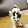 甘えん坊の白黒猫ちゃん☆みずき サムネイル4