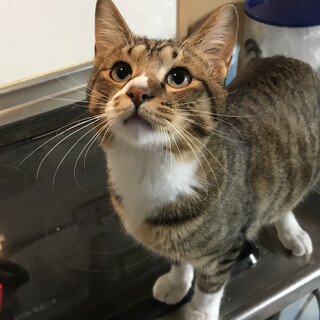 抱っこ大好き　超人なれしていてジャンプしてきます