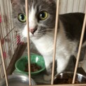 帰らぬ飼い主を待ち続ける猫達④