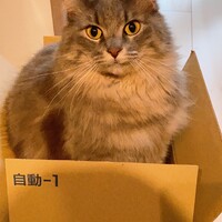ごま
