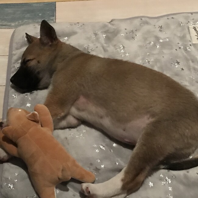 いのせんのカバー写真