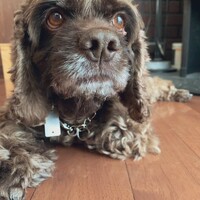 チョコ