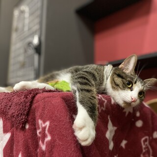 怖がりだけど遊んでもらうの大好き！たいくん。