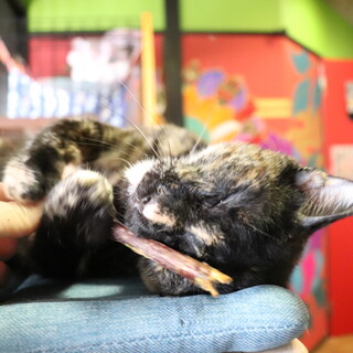 多頭飼育崩壊から保護されたあんこちゃん