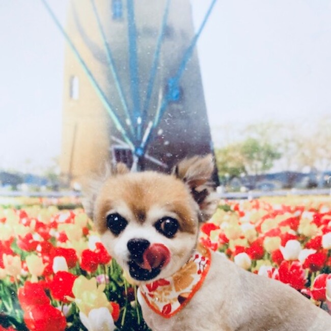 矢切のカバー写真