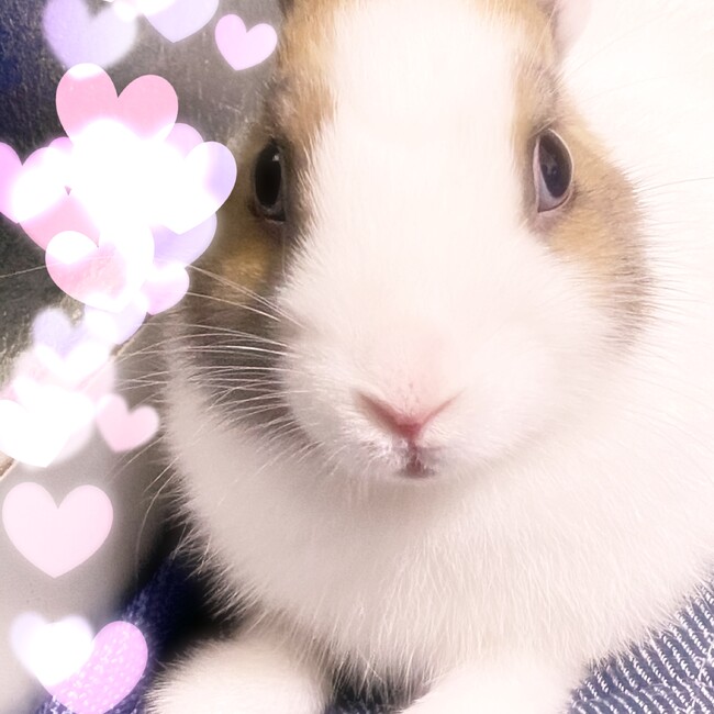 香織0120のカバー写真