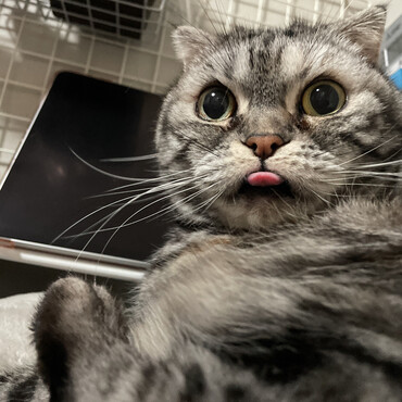 しまいわすれた、ぺろっ