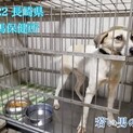 【里親決定】ありがとうございました！