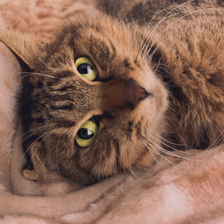 【大人猫】ま〜たりと一緒に暮らしたい方におすすめ