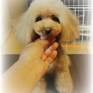 お問い合わせいただきありがとうございました