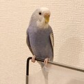 【里親募集】セキセイインコ
