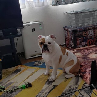 イングリッシュブルドッグ！　人が大好きです！