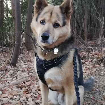 お散歩中、おやつをおねだり