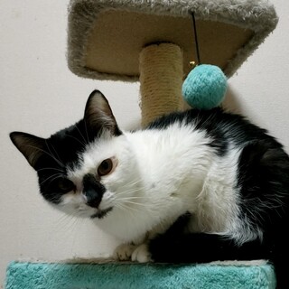 FIP克服で元気いっぱい！心優しいアイビー♪